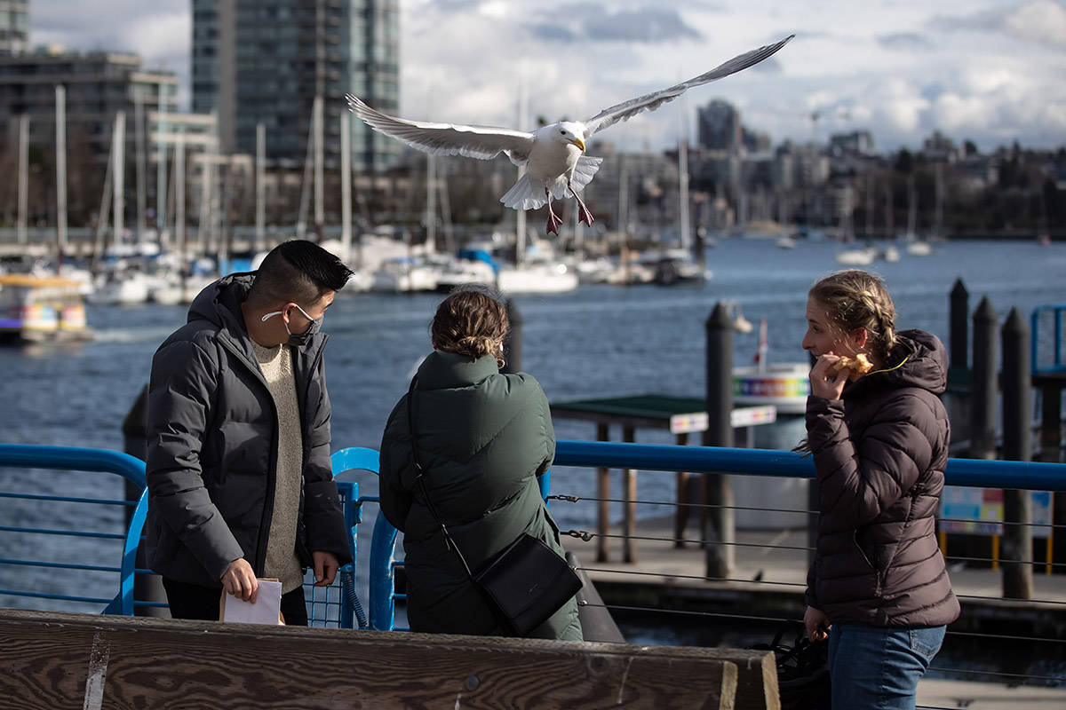 A seagull attempts to take food from a woman on Granville Island, in Vancouver, on Tuesday, February 16, 2021. THE CANADIAN PRESS/Darryl Dyck