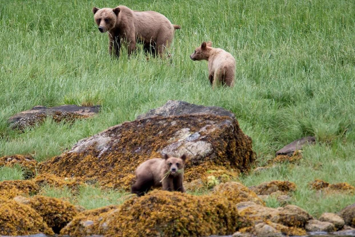 A grizzly bear and its two cubs are seen in the Khutzeymateen Inlet near Prince Rupert, B.C., Friday, June, 22, 2018. THE CANADIAN PRESS Jonathan Hayward