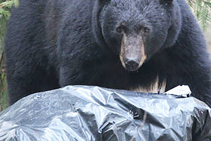Conservation officers are urging Summerland residents to manage their garbage and other bear attractants after a bear in the community was put down in late May. (Black Press file photo)