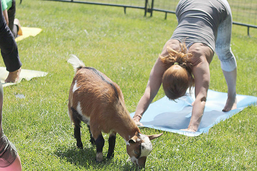 Back by popular demand for the summer is Spallumcheen’s Historic O’Keefe Ranch’s Yoga With Goats program. (Contributed)