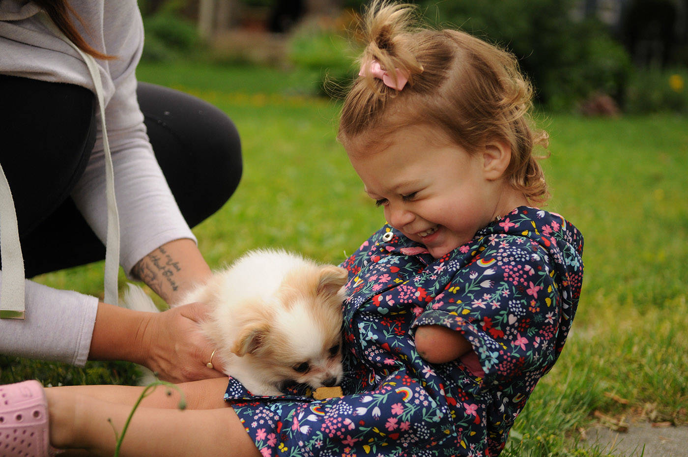 Two-year-old Ivy McLeod laughs while playing with Lucky the puppy outside their Chilliwack home on Thursday, June 10, 2021. (Jenna Hauck/ Chilliwack Progress)