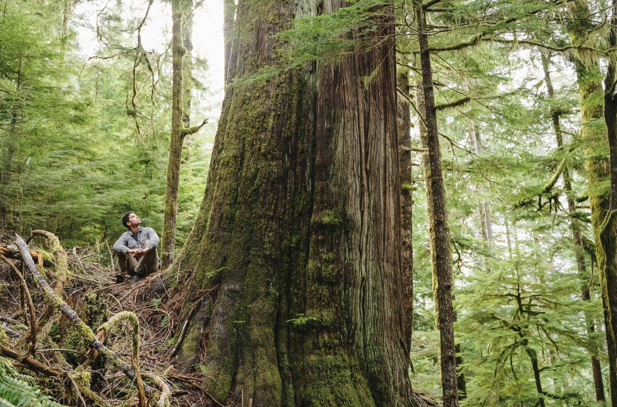 An old growth cedar stands in a cut-block within the Caycuse Valley. More than 100 prominent Canadians, have signed an open letter calling for the immediate protection of all remaining old-growth forests in B.C. (Submitted)