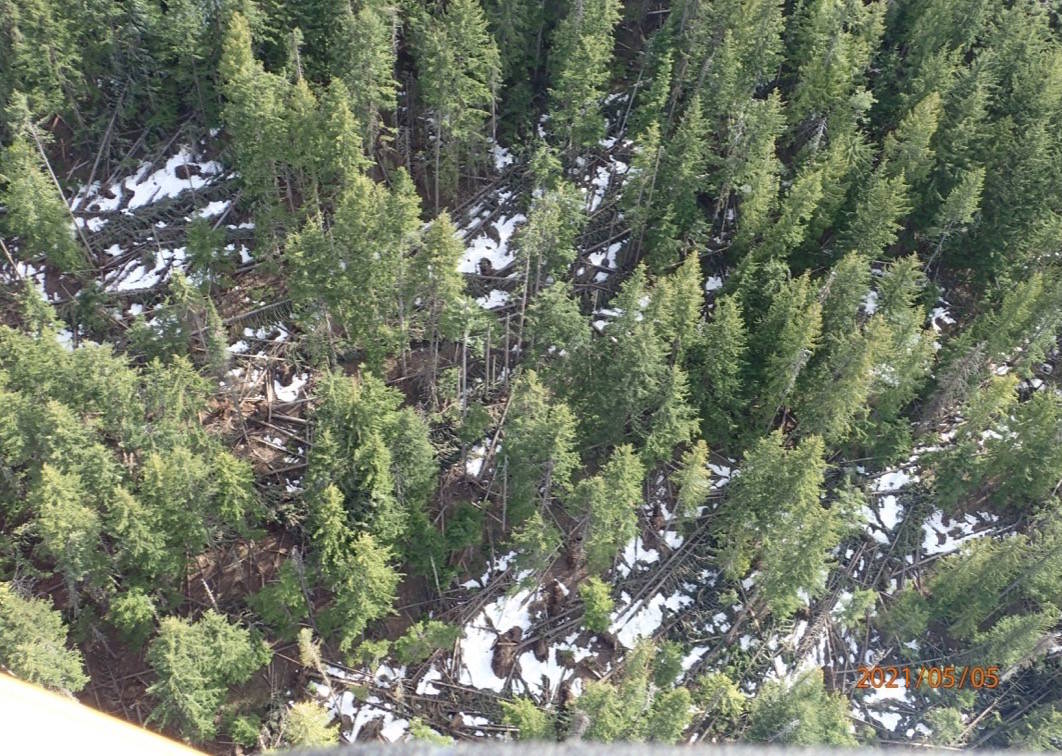An example of the timber blowdown that let to the logging at Mountain Station. Photo: Anderson Creek Timber