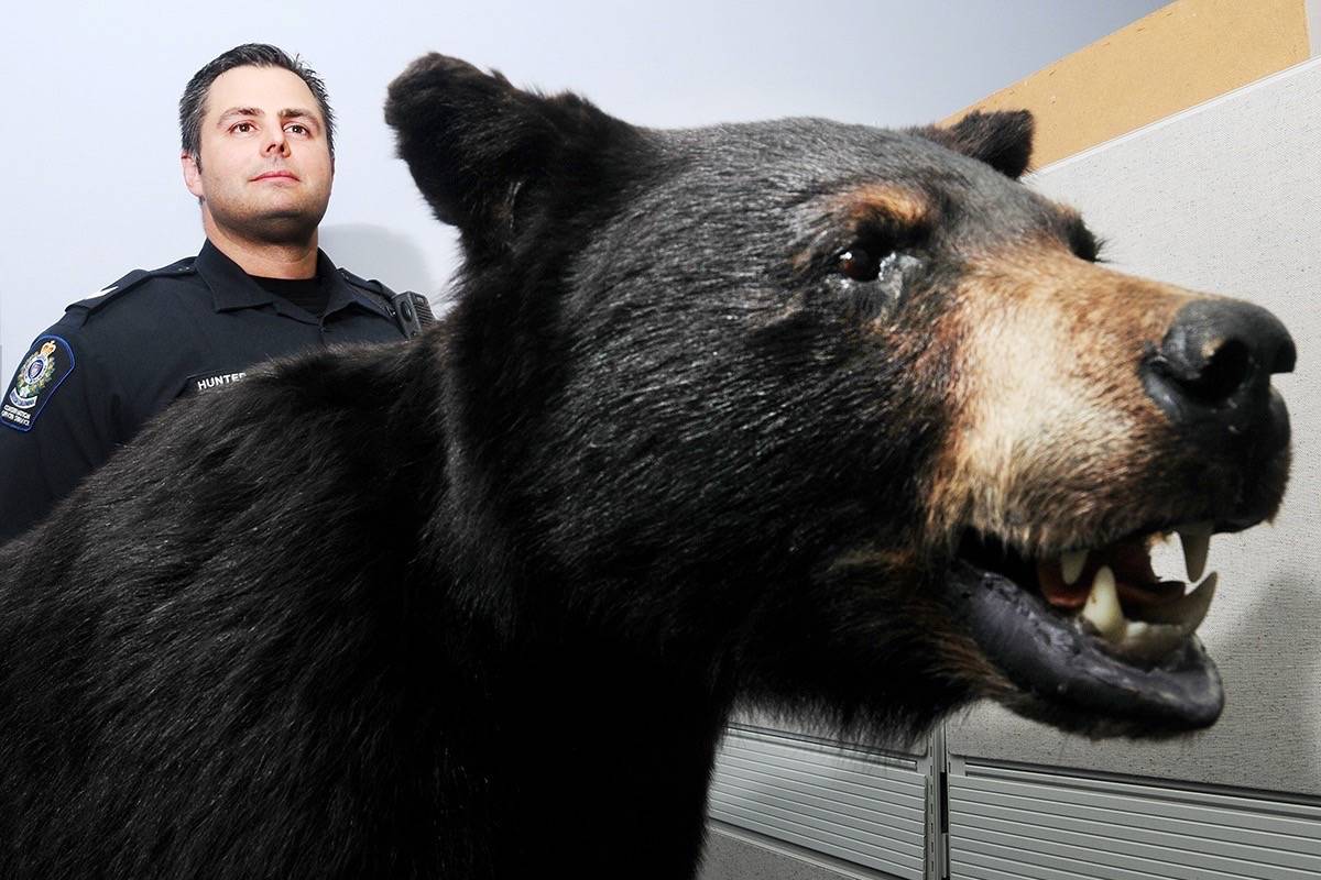 B.C. conservation officer Sgt. Todd Hunter said a black bear is believed to have killed local livestock. (THE NEWS/files)
