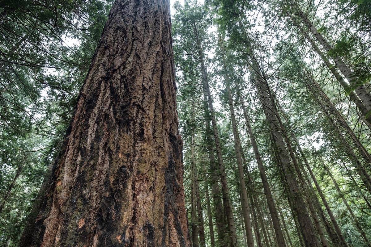 Douglas fir in Saanich, B.C., classified as old growth for a coastal tree at 250 years old or more. (B.C. government)