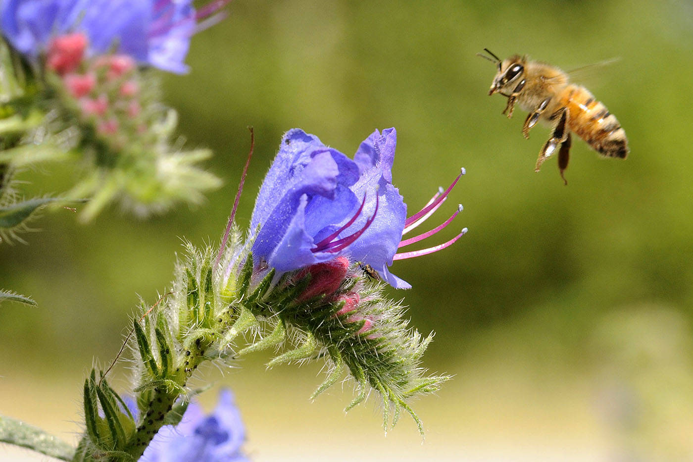A bee lifts off from a viper’s bugloss flower in Chilliwack on June 23, 2008. Saturday, July 10, 2021 is Don’t Step on a Bee Day. (Jenna Hauck/ Chilliwack Progress)