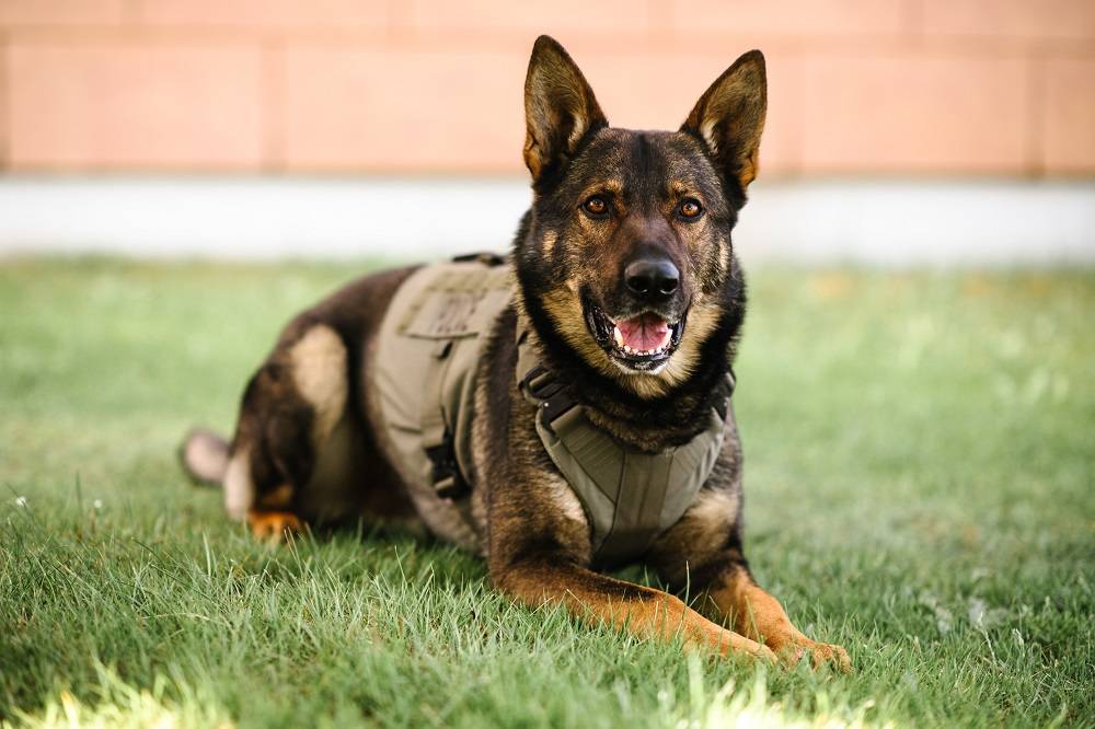 PDS Gator was killed in a police incident in Campbell River July 8 in which a man was shot and Gator’s handler was injured. Photo supplied.
PDS Gator is Campbell River’s Mountie of the Month for September, 2020. Photo by Erin Wallis Photography