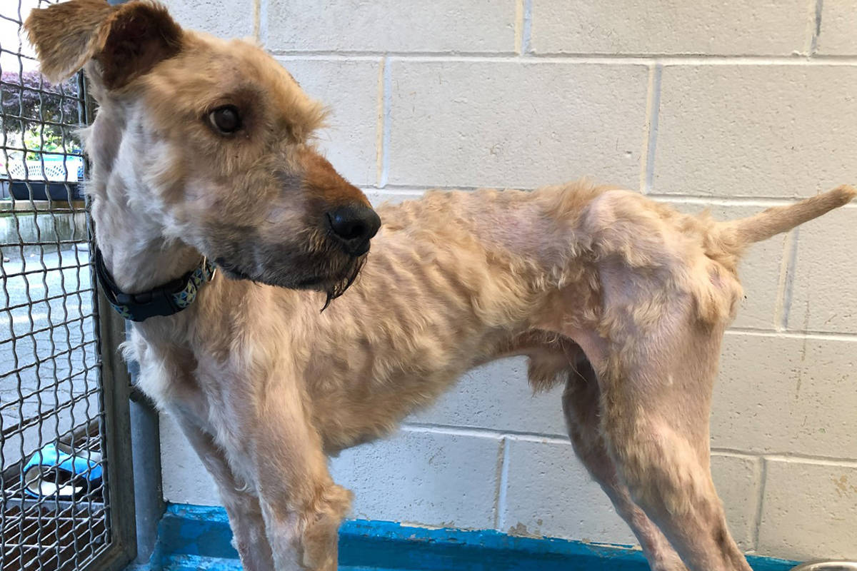 Gator, who was abandoned at a doggy daycare, after having four kilograms of matted fur cut off. (BC SPCA)