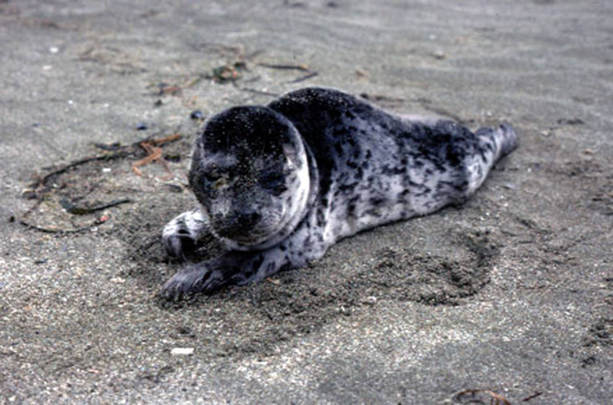Seal pups like this one are common sights in the Pacific Rim National Park Reserve and dog owners are urged to leash their pets to ensure seals and other wildlife are not disrupted. (Pacific Rim National Park photo)