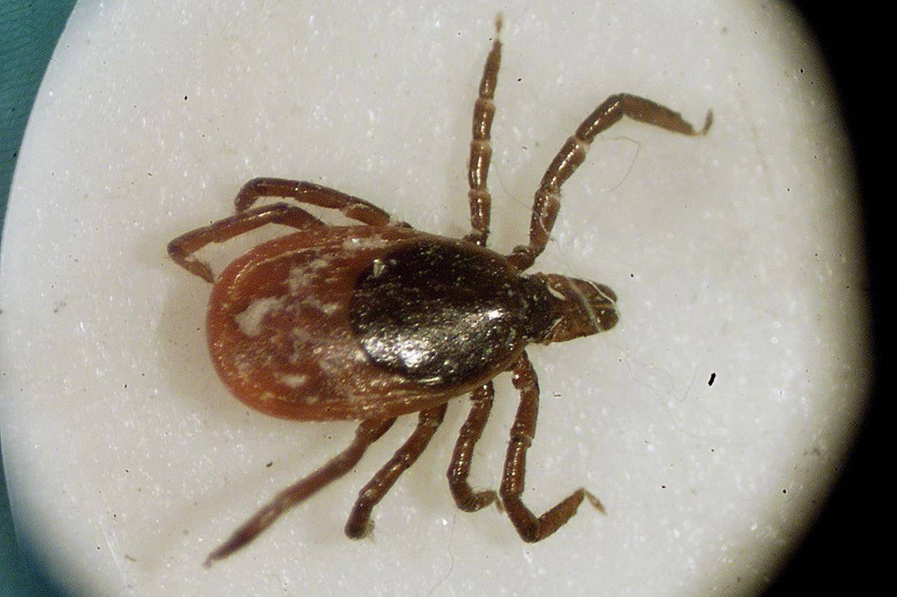 This March 2002 file photo shows a deer tick under a microscope in the entomology lab at the University of Rhode Island in South Kingstown, R.I. THE CANADIAN PRESS/AP/Victoria Arocho