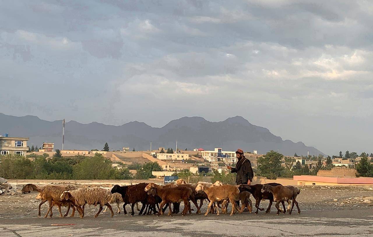 An Afghan man walks his sheep to a market for sale during the Eid al-Adha festival in Kabul, Afghanistan, Tuesday, July 20, 2021. Eid al-Adha, or “Feast of the Sacrifice,” commemorates the Quranic tale of Prophet Ibrahim’s willingness to sacrifice his son as an act of obedience to God. (AP Photo/Rahmat Gul)