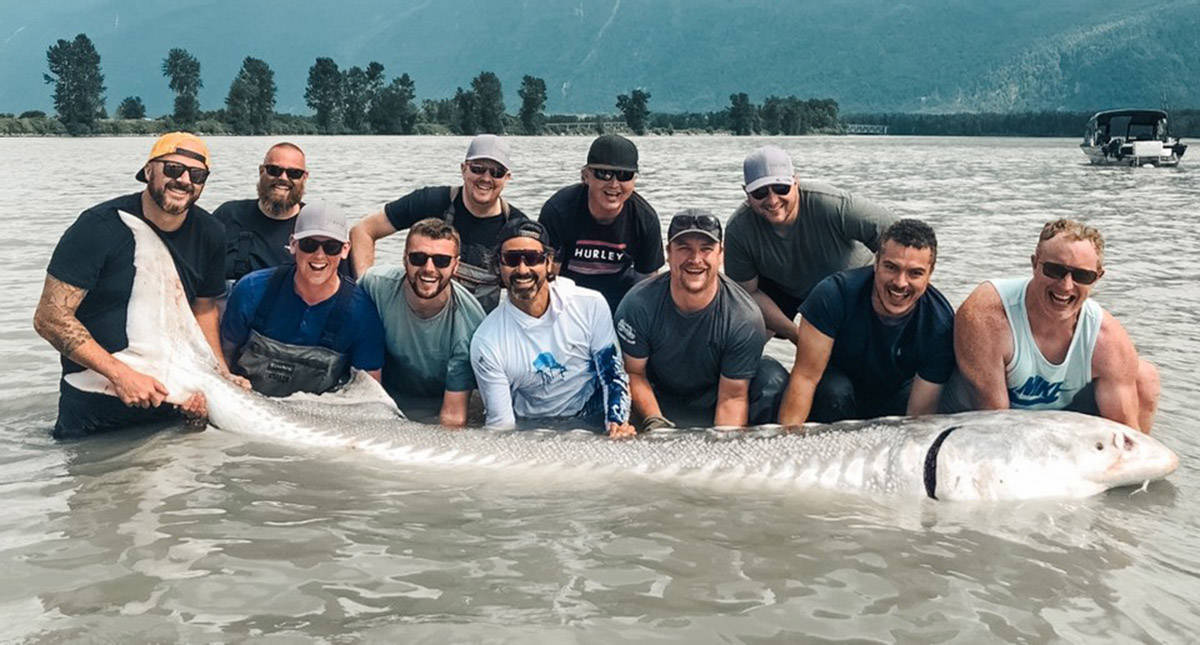 Staff and clients from the Fraser River Lodge caught this white sturgeon on Saturday, July 17, 2021. (Fraser River Lodge)