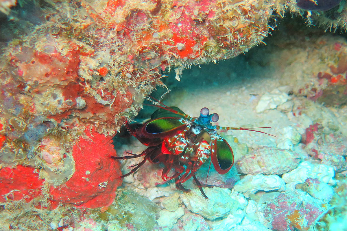 A mantis shrimp can pack a mean punch, with a force of a .22 calibre bullet. (Pixabay)