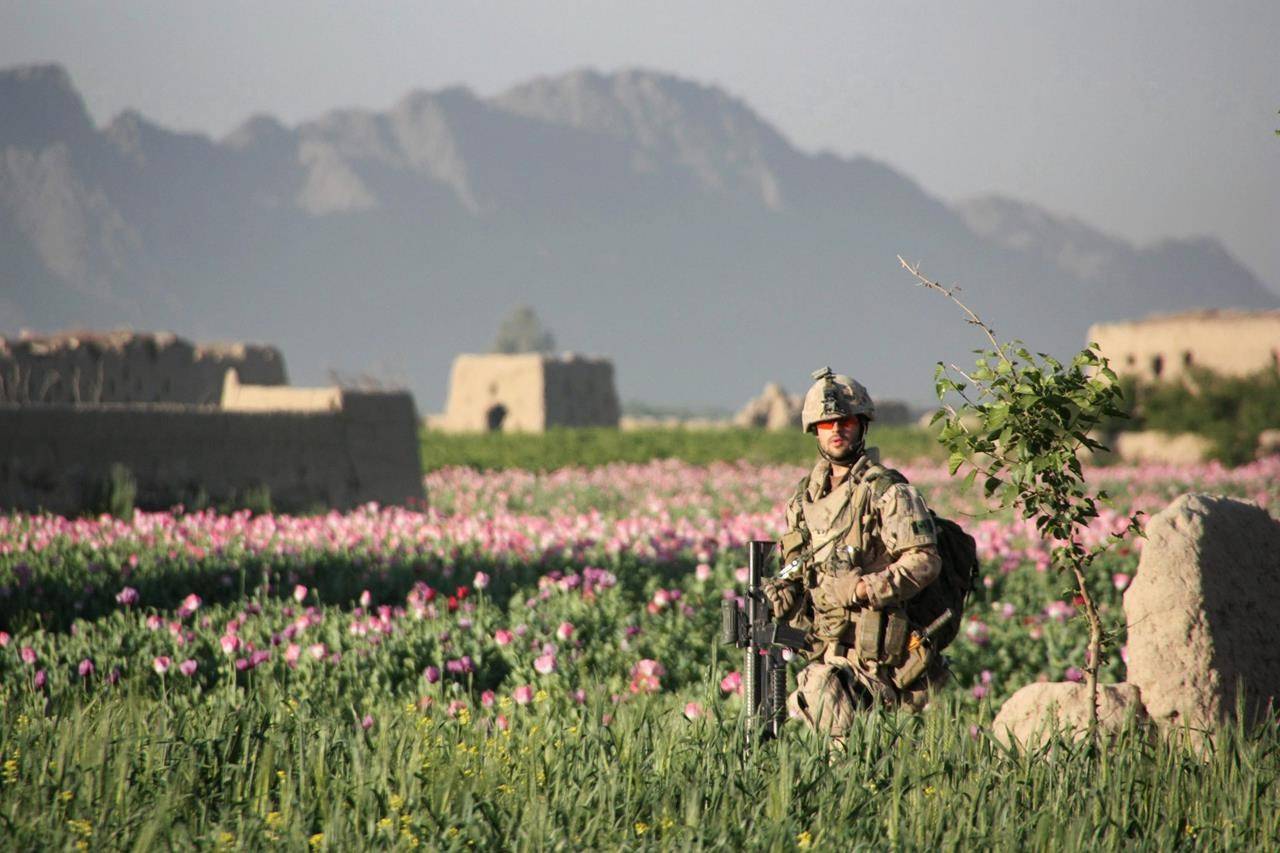 A Canadian soldier walks in a poppy field south of Bazar-e Panjwaii, Afghanistan, on Wednesday, April 20, 2011. Former Afghan interpreters now living in Canada are pleading for the federal government to help extended family members still stuck in Afghanistan. THE CANADIAN PRESS/Colin Perkel