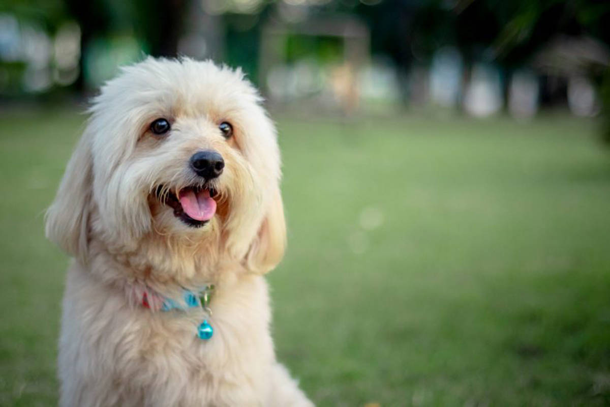 Most reports of the cough have come from the Kamloops region (BC SPCA)