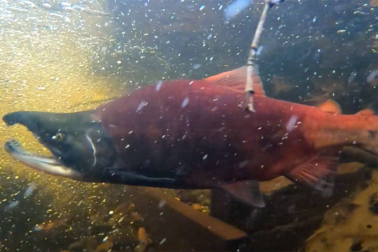 Freshwater variety of kokanee salmon from Lake Sammamish. (File photo)