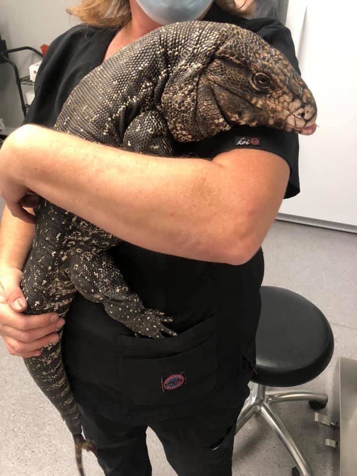 Kitty, an eight-year-old Argentinian tegu lizard that belongs to a Vernon family, was safely found after being missing in the Tillicum-Foothills region for nearly two weeks. (Facebook photo)