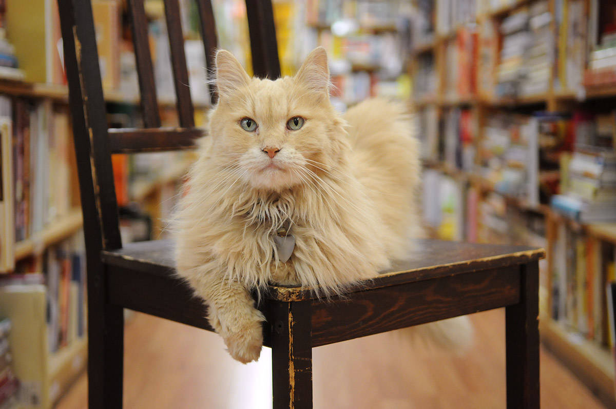 Nietzsche, the late ginger cat who worked at The Book Man in Chilliwack, poses for a photo on Sept. 7, 2017. Wednesday, Sept. 1, 2021 is Ginger Cat Appreciation Day. (Jenna Hauck/ Chilliwack Progress file)