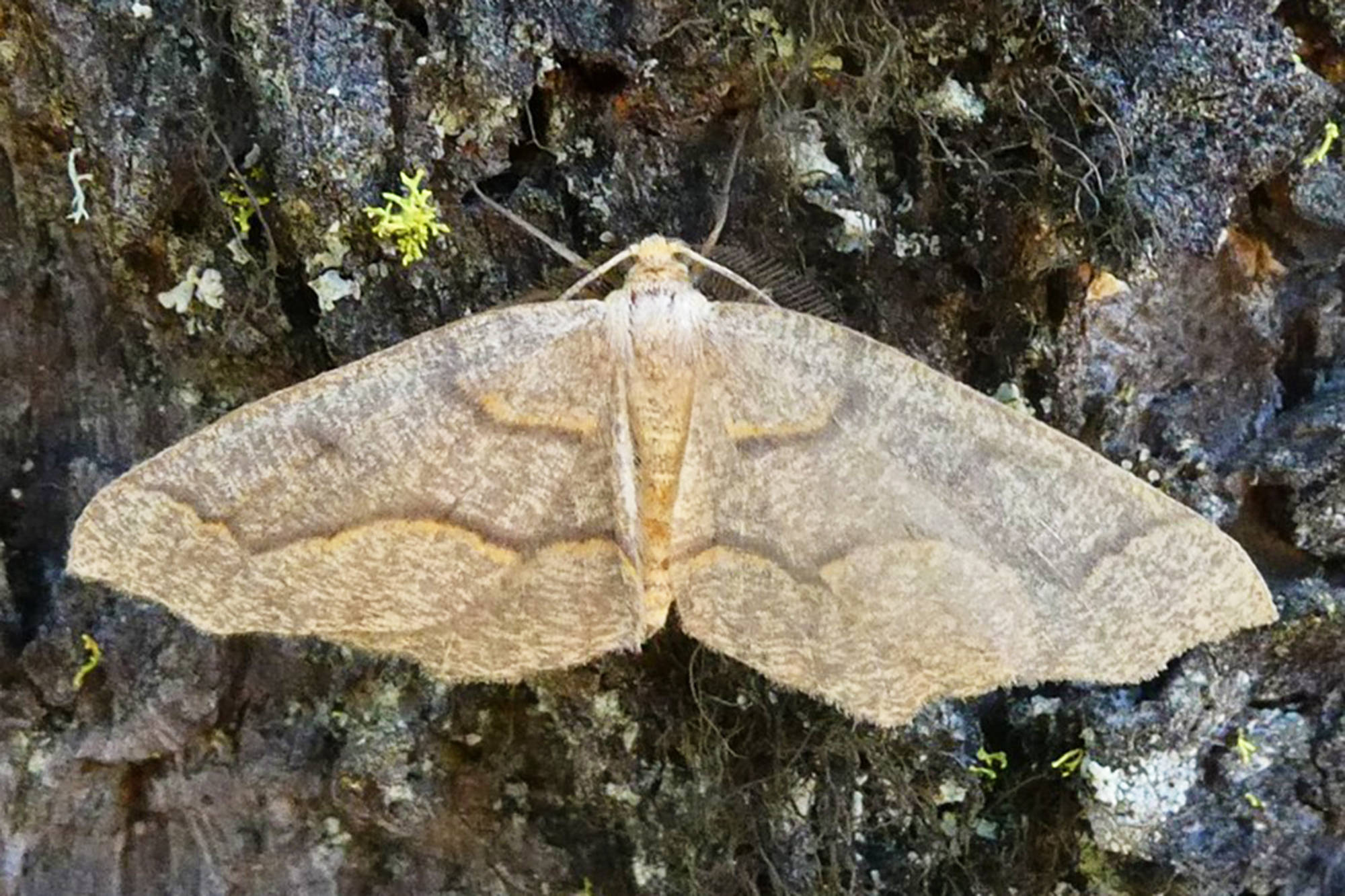 This year’s Western hemlock "looper" moth outbreak has been seen in the Lower Mainland and the Interior, including communities throughout the Columbia Shuswap Regional District. (Lorraine Maclauchlan photo)