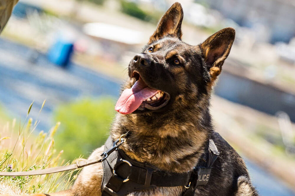 Kelowna RCMP police service dog Mysan. (Contributed)