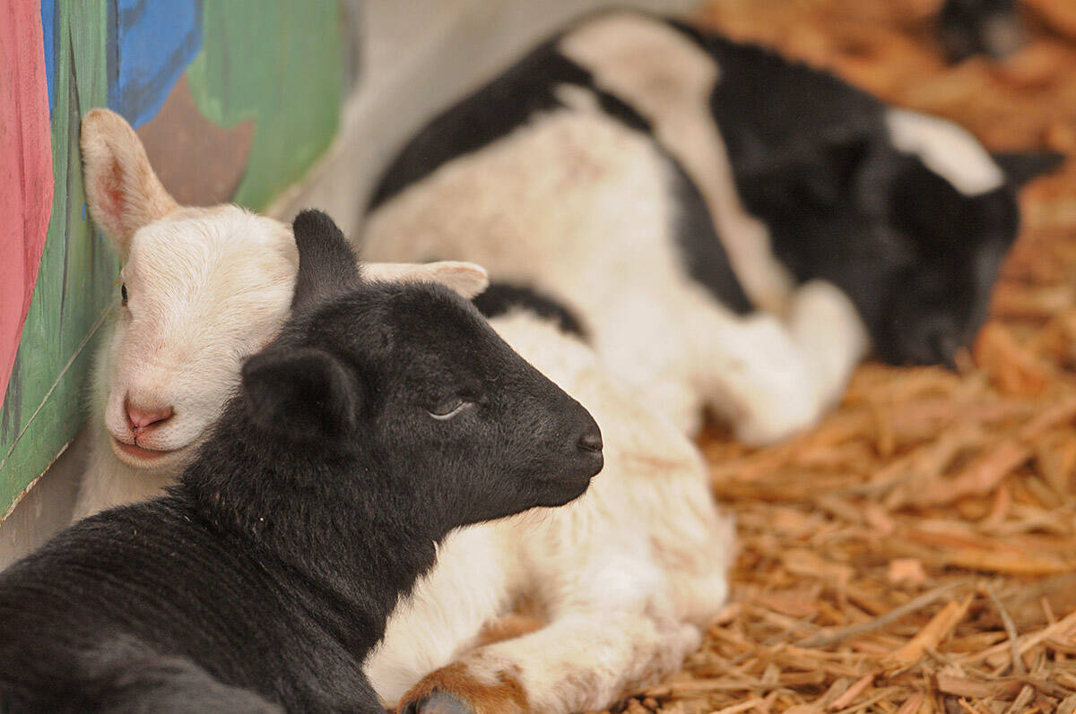 One-week-old lambs have a rest at the Chilliwack Corn Maze and Pumpkin Farm on Saturday, April 3, 2021. Saturday, Oct. 2 is World Farm Animals Day. (Jenna Hauck/ Chilliwack Progress file)