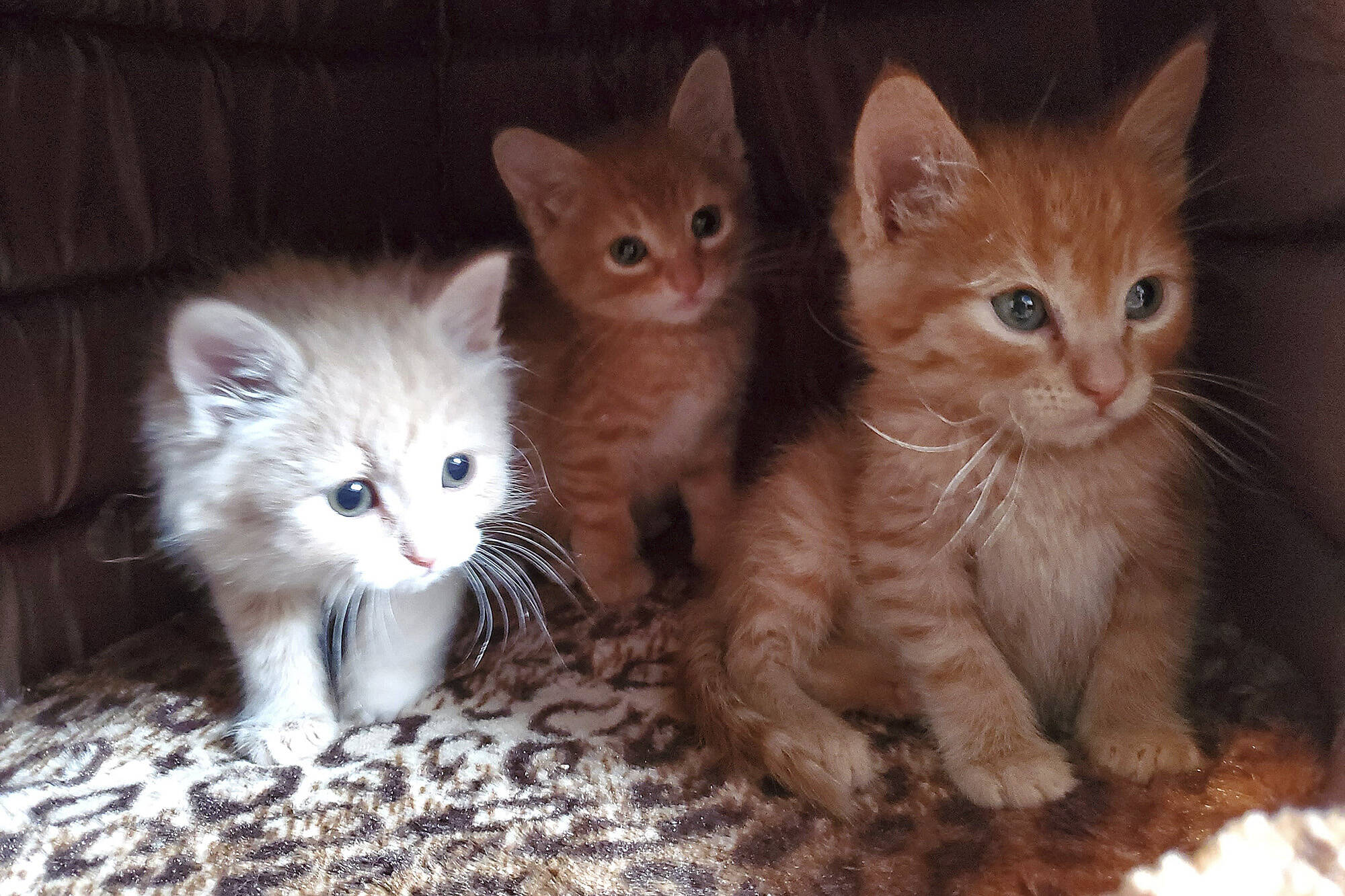 Three kittens rescued by Shuswap Paws Rescue Society. (File photo)