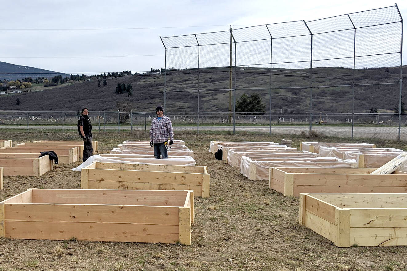 A pop up garden was constructed at Komasket Park, with 60 boxes, for the Okanagan Indian Band’s Food Security Initiative in 2020. (OKIB photo)