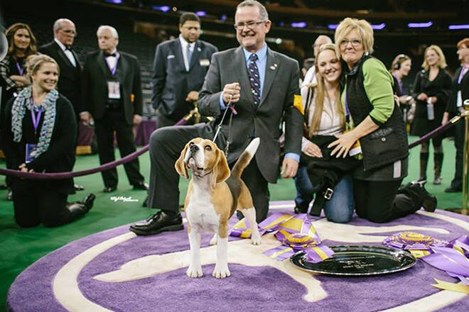 Enderby beagle Miss P, shown after winning Best In Show at the 2015 Westminster Kennel Club dog show at Madison Square Garden in New York with handler Will Alexander and owners Kaitlyn and Lori Crandlemire of Enderby (right), died at her North Okanagan home earlier this month at age 10. (Facebook photo)