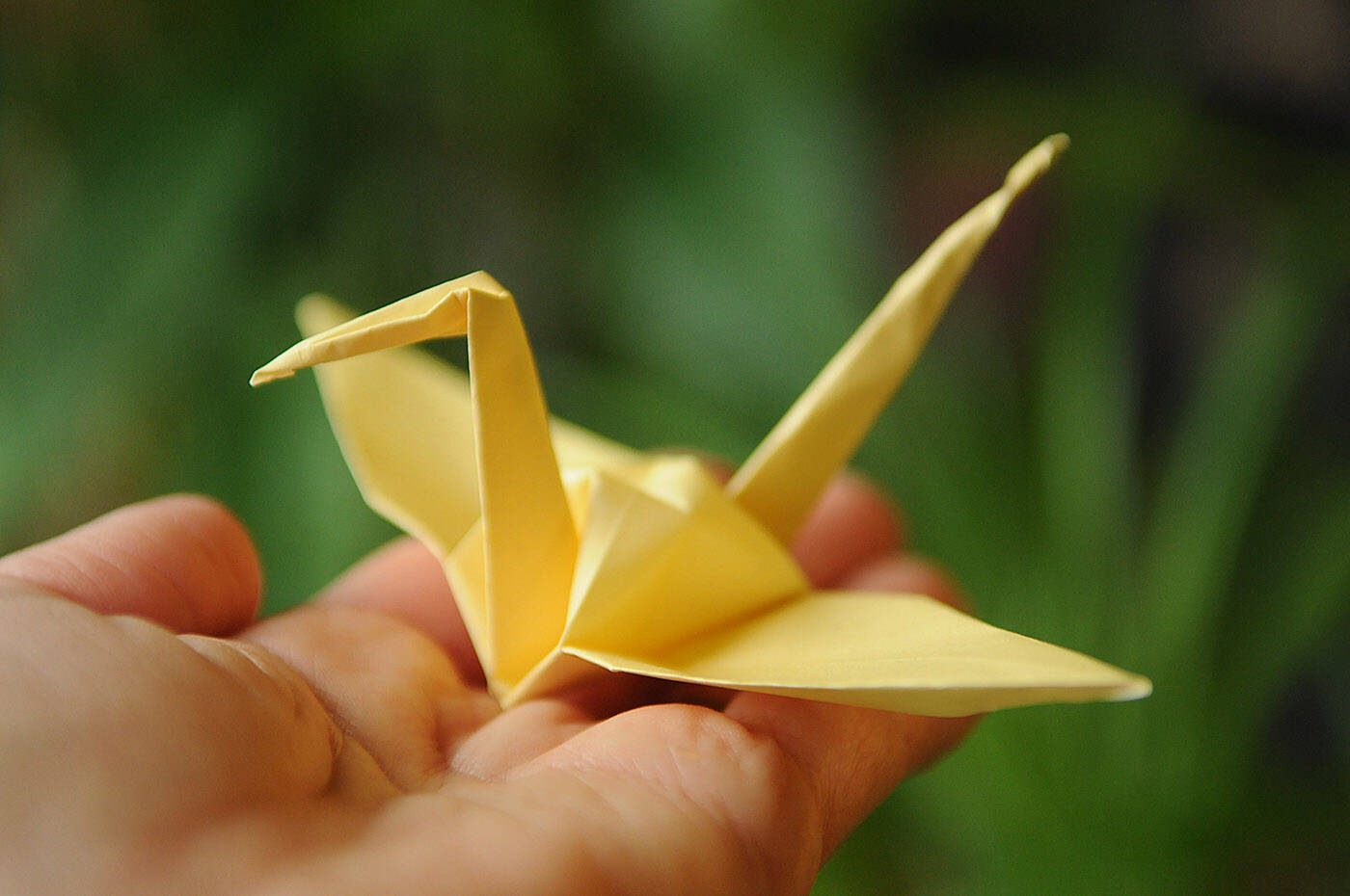 Thursday, Nov. 11 is Origami Day. (Jenna Hauck/ Chilliwack Progress)