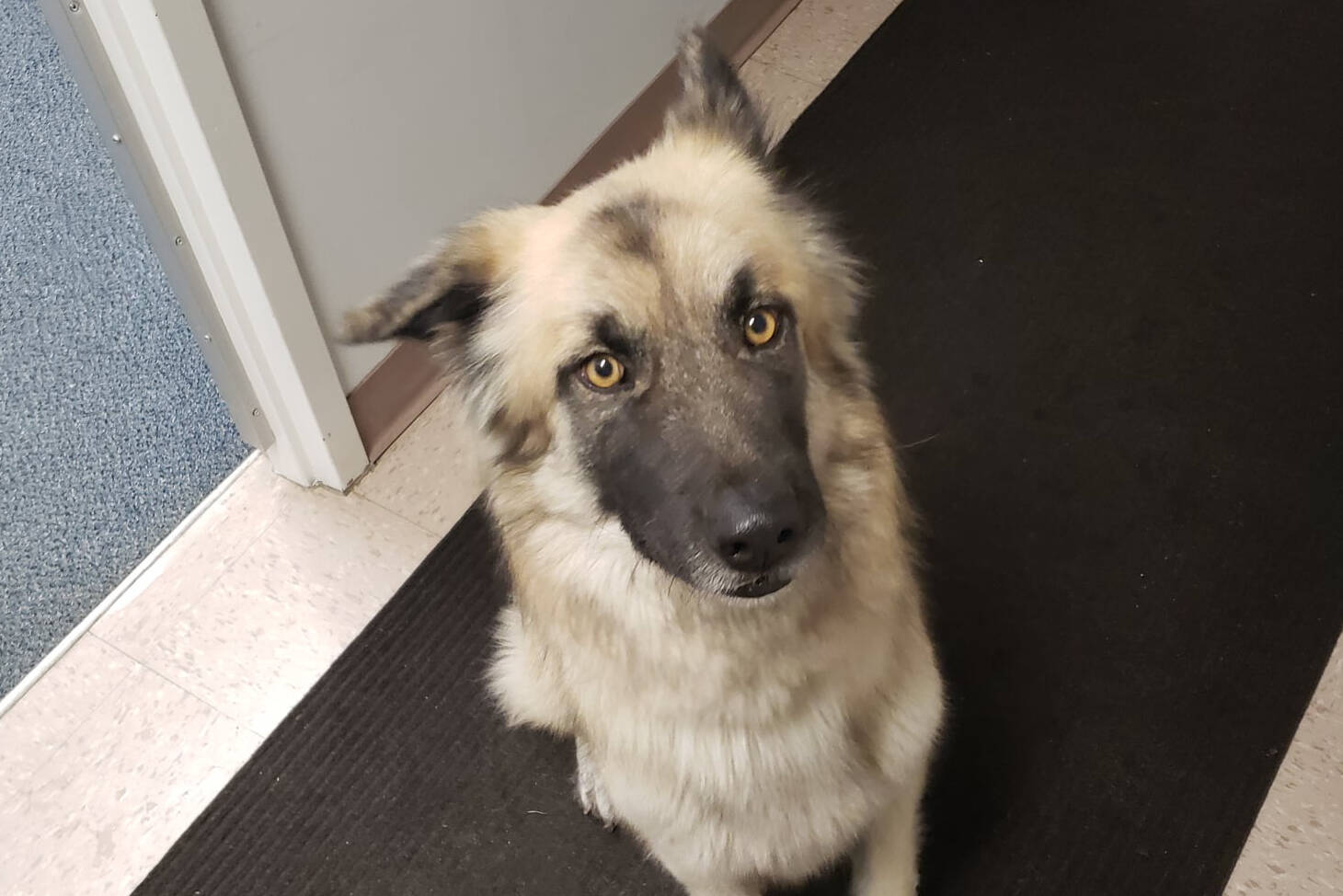 RCMP staff spent some time with this pup after it showed up at the detachment, but are now looking for its owner. (Vernon North Okanagan RCMP photo)