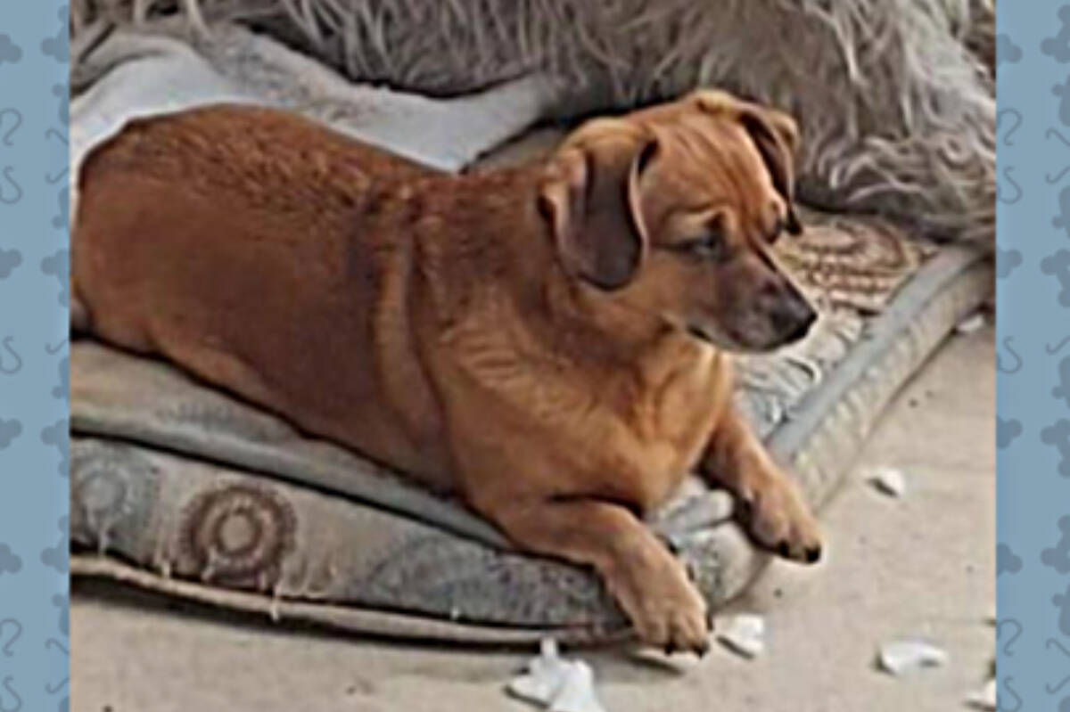 Twelve-year-old Kody, a Dachshund-cross, was returned to his owner in Prince George after he was found by Chase RCMP at the home of a former neighbour of the owner who had moved to Chase, B.C. (Facebook photo)