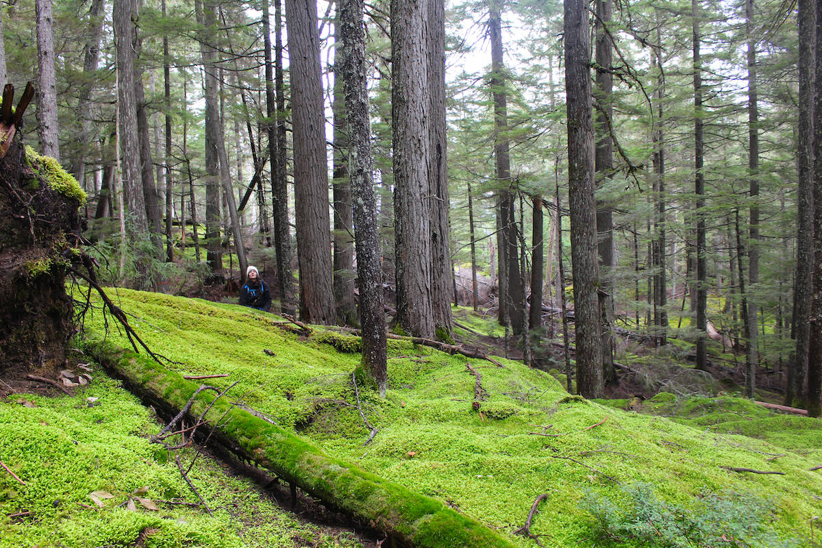 A mossy grove, part of the ‘temperate inland rainforest’ ecosystem at Frisby Ridge. (Josh Piercey/Revelstoke Review)