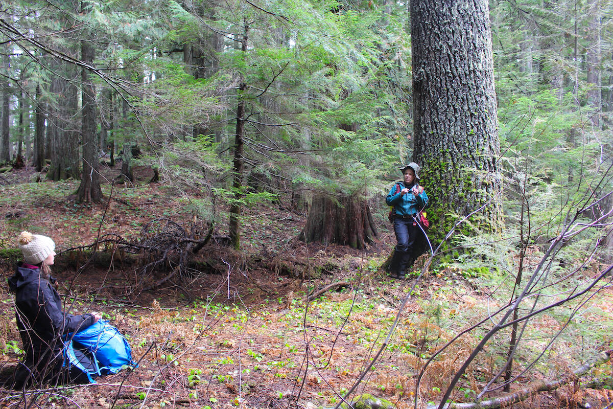 Leah Evans and Rosanna Wijenberg examining a tree in Frisby Ridge. (Josh Piercey/Revelstoke Review)