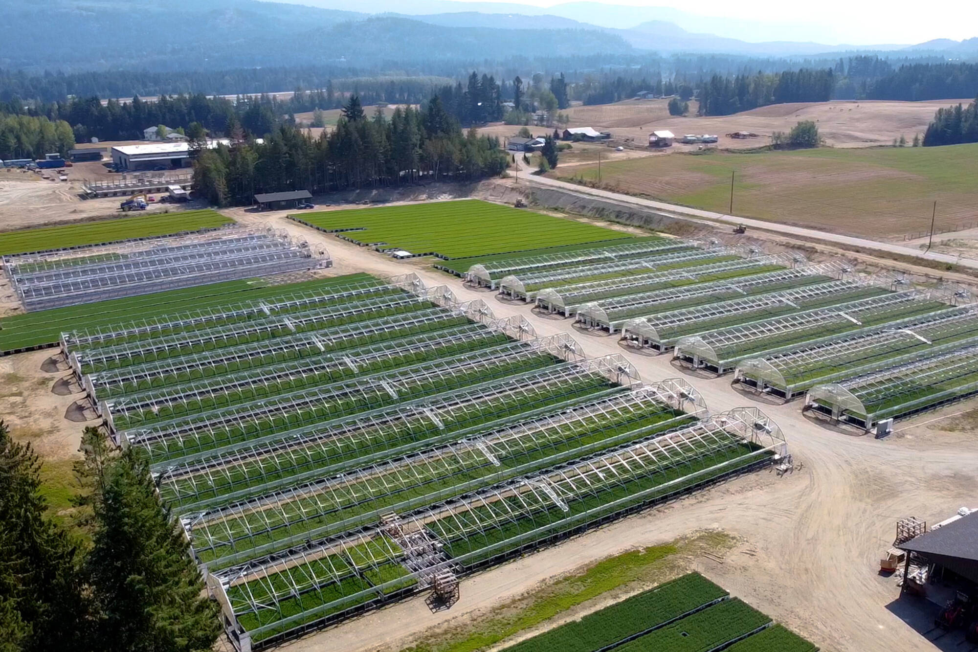 Salmon Arm’s Mt. Ida Nursery commercial tree seedling nursery that grows seedlings for BC Timber Sales, private forest companies and woodlots. (Mt. Ida Nursery photo)