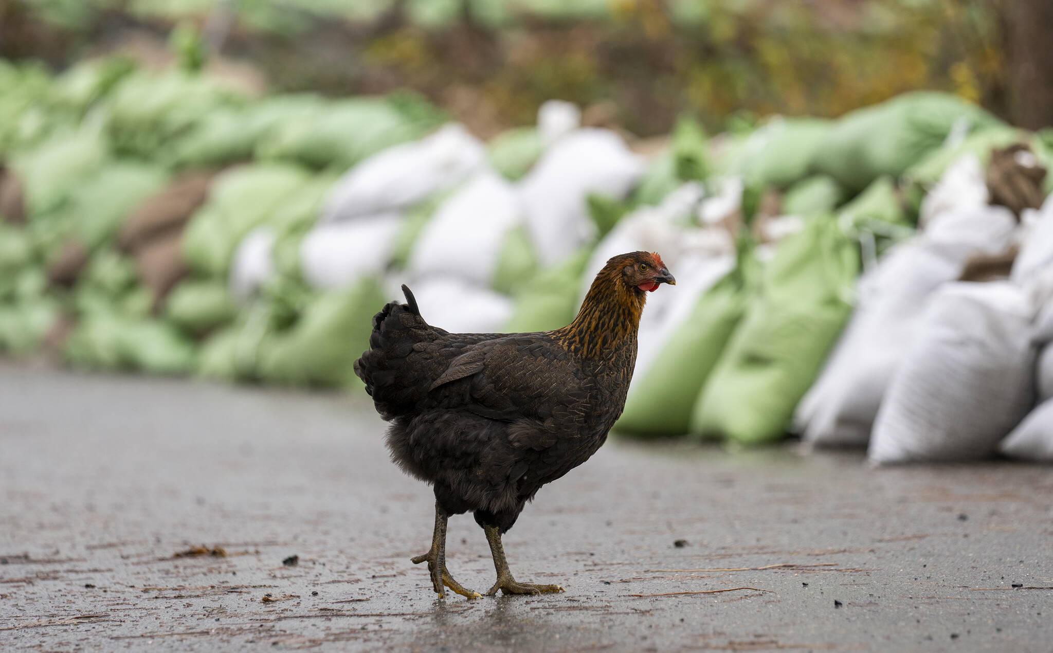 A chicken walks in front of a row of sandbags in Clayburn Village in Abbotsford, B.C., Monday, November 29, 2021. THE CANADIAN PRESS/Jonathan Hayward
