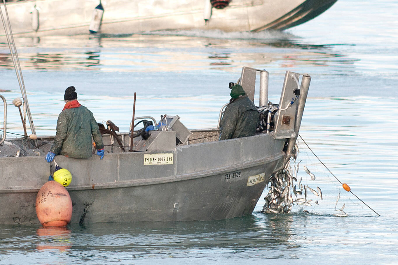 J.R. Rardon photo A fishing crew brings aboard a net filled with herring, foreground, during the 2017 harvest off the mouth of French Creek in March.