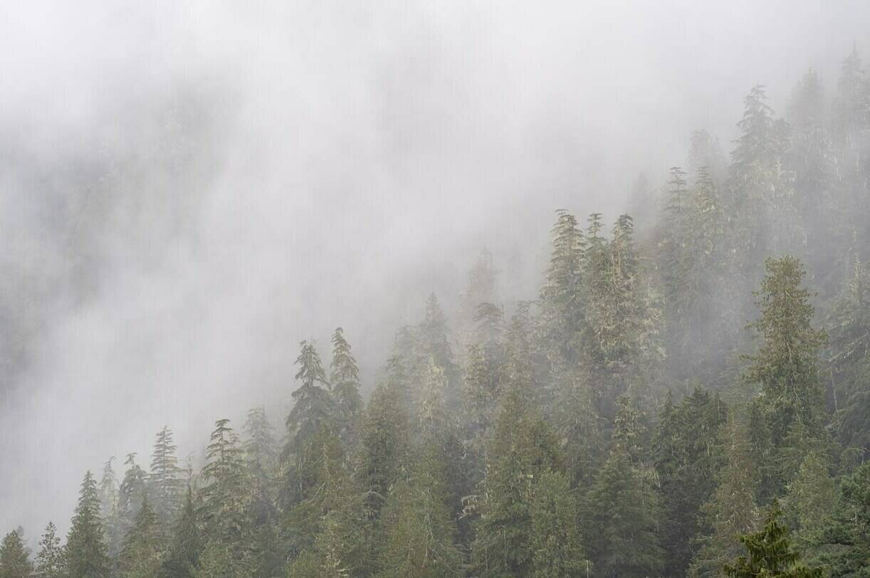 The clouds move among the old growth forest in the Fairy Creek logging area near Port Renfrew, B.C. Tuesday, Oct. 5, 2021. The British Columbia government says it is finalizing plans with First Nations that have indicated support for plans to defer logging in certain old-growth forests, while it continues talks with nations that need more time to decide.THE CANADIAN PRESS/Jonathan Hayward