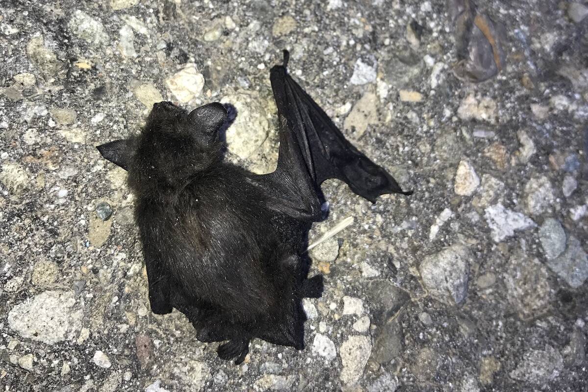 Deceased bat (R. Gervais/ B.C. Community Bat Program)