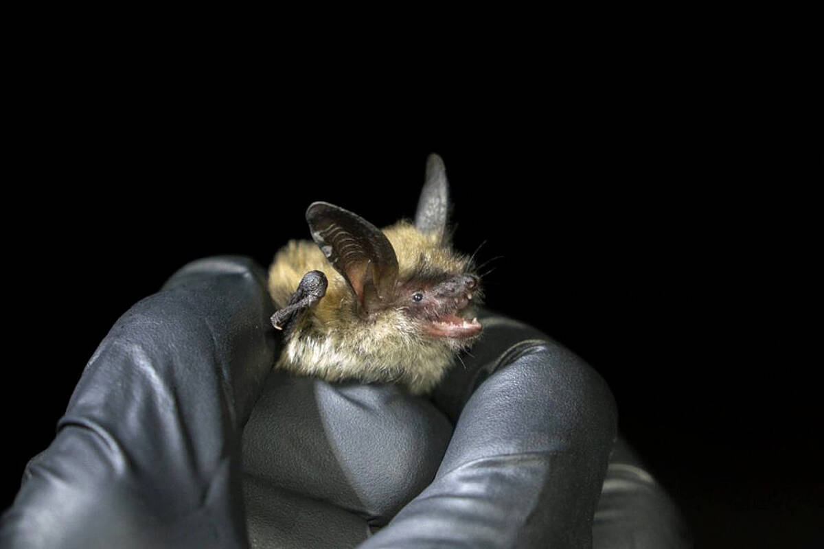 Bat being handled in gloved hands (stock photo)