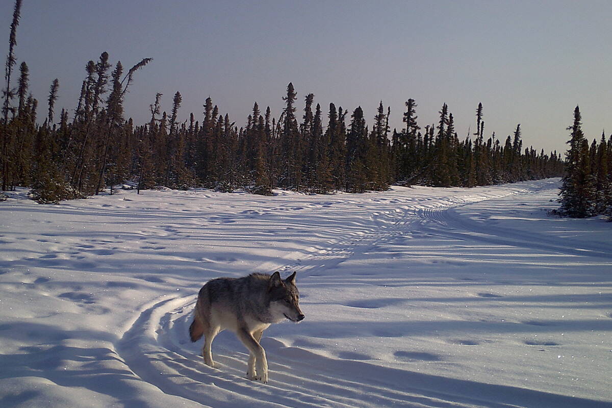 Wolf on a snowmobile track (Caribou Monitoring Unit)
