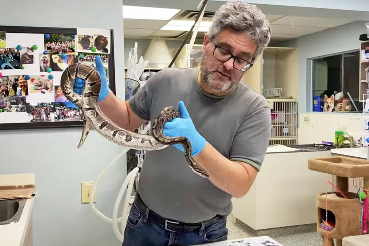 Dr. Adrian Walton with Basil the ball python. (Special to The News)