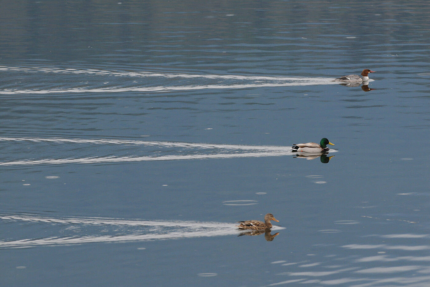 Ducks swim across the water at the Cheam Lake Wetlands on April 3, 2014. Wednesday, Feb. 2, 2022 is World Wetlands Day. (Jenna Hauck/ Chilliwack Progress file)