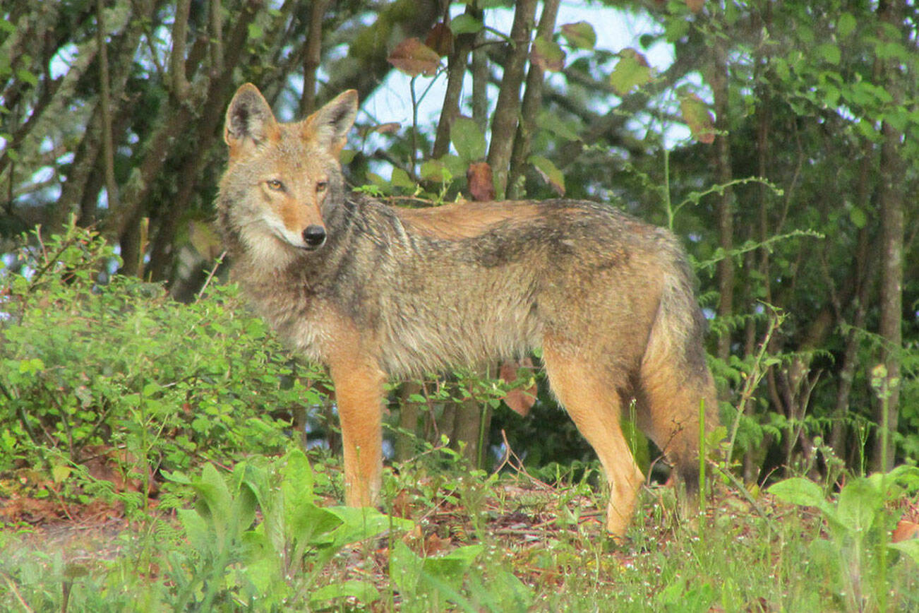 A hungry coyote attacked three dogs in West Kelowna (stock photo)