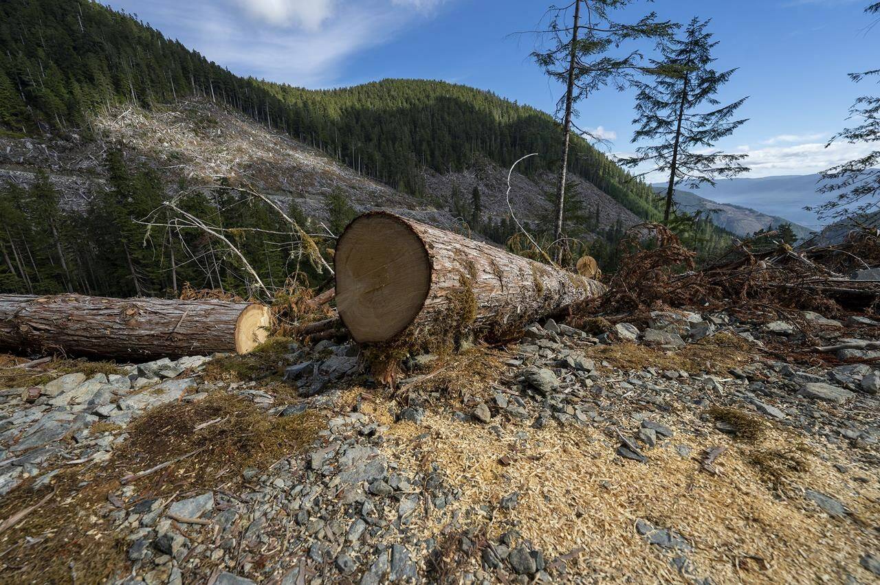 Fresh cut sawdust is seen from a tree cut near the “heli camp” in the Fairy Creek logging area near Port Renfrew, B.C., Monday, Oct. 4, 2021. THE CANADIAN PRESS/Jonathan Hayward