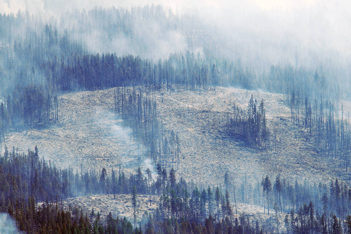 A section of burned forest in the midst of the Two Mile Road wildfire on July 21, 2021. (Zachary Roman/Eagle Valley News)