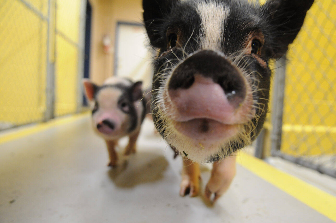 A mother miniature pot-bellied pig and her female piglet are seen at the Chilliwack SPCA on Thursday, Dec. 23, 2021. Tuesday, March 1, 2022 is Pig Day. (Jenna Hauck/ Chilliwack Progress file)