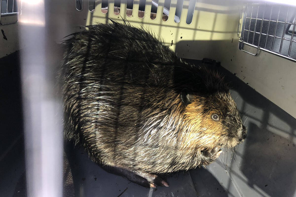 White Rock RCMP rescued a young beaver that was in distress at East Beach Thursday. (White Rock RCMP photo)