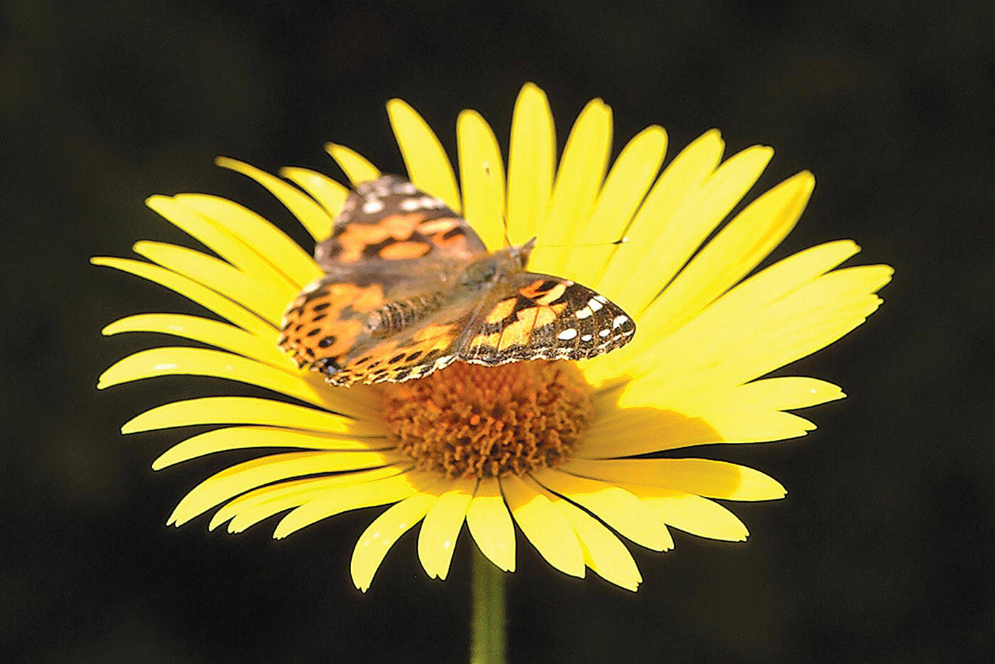 A painted lady butterfly rests on a flower after being released by a class of kindergarten students in Chilliwack in 2007. Monday, March 14, 2022 is Learn About Butterflies Day. (Jenna Hauck/ Chilliwack Progress file)