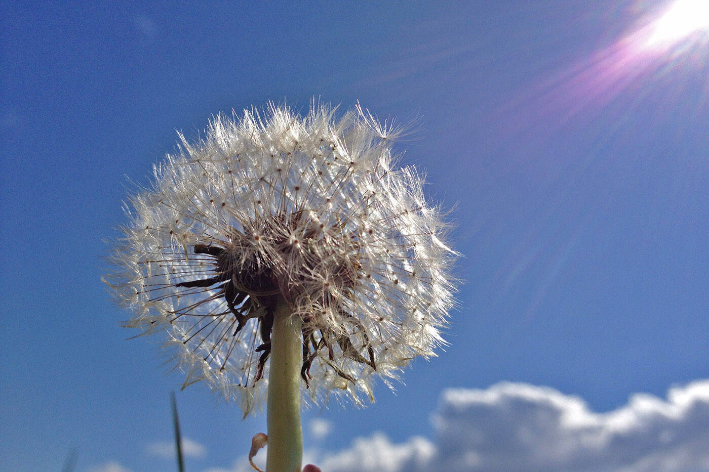 The sun shines down on a dandelion clock in Chilliwack on April 16, 2013. Monday, March 28, 2022 is Weed Appreciation Day. (Jenna Hauck/ Chilliwack Progress file)