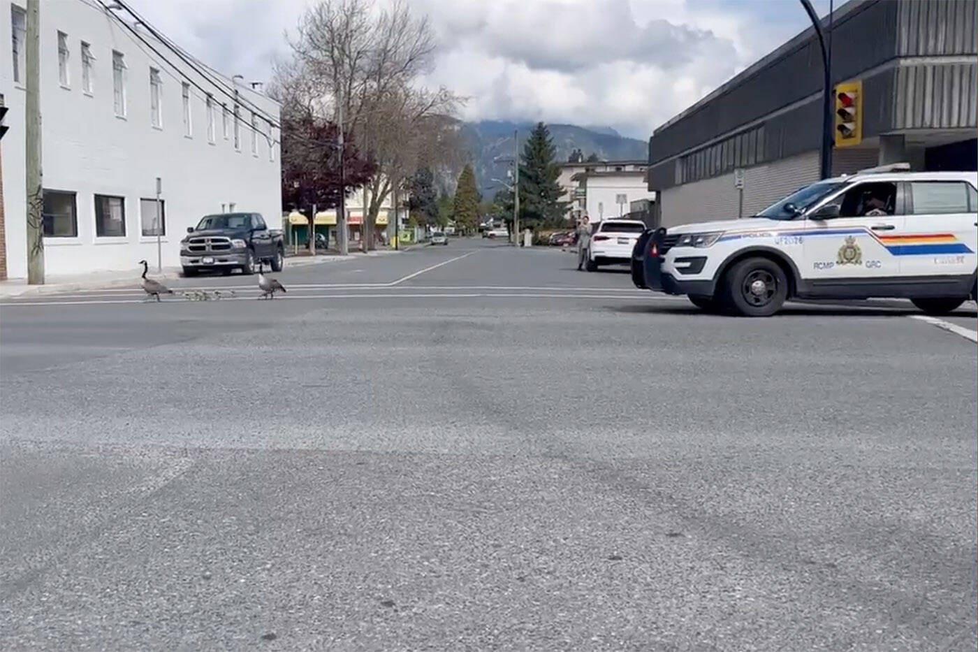 A Chilliwack RCMP officer helps escort a family of Canada geese across Yale Road in Chilliwack on Friday, April 29, 2022. (Amara Jacklynn Moore)